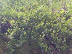 Veronica melanocaulon