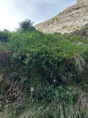 Veronica melanocaulon
