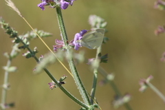 Pierinae