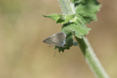 Polyommatus daphnis