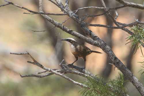 Hall's Babbler (Pomatostomus halli), photo 4