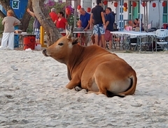Bos