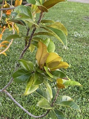 Ficus elastica