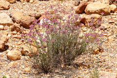 Ptilotus remotiflorus