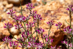 Ptilotus remotiflorus