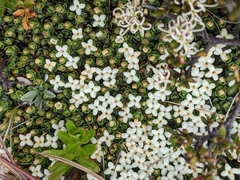 Pimelea pygmaea
