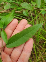 Helicteres semiglabra