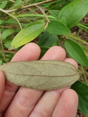 Helicteres semiglabra