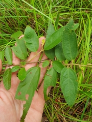 Helicteres semiglabra