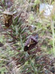 Dolycoris baccarum