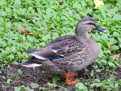 Anas platyrhynchos × zonorhyncha