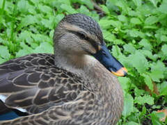 Anas platyrhynchos × zonorhyncha