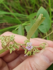 Helicteres semiglabra
