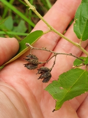 Helicteres semiglabra