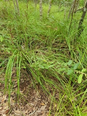 Helicteres semiglabra