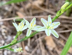 Caesia parviflora minor