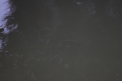 Zenarchopterus buffonis