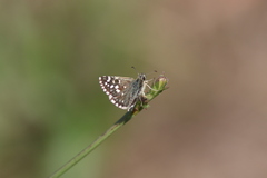 Pyrgus malvae
