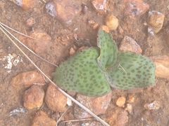 Ledebouria ovatifolia