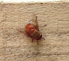 Calliphora ochracea