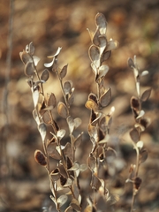 Fibigia clypeata