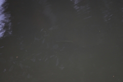 Zenarchopterus buffonis