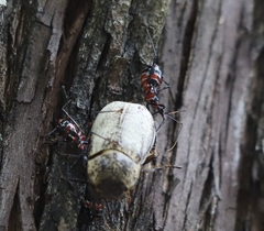 Austrarcesius bicolor