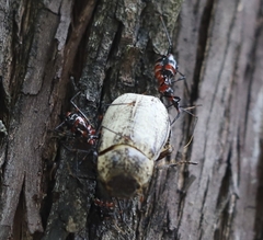 Austrarcesius bicolor