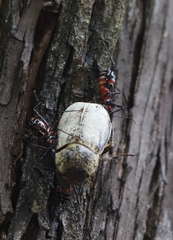 Austrarcesius bicolor
