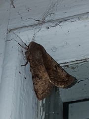 Orthosia incerta