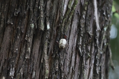 Austrarcesius bicolor