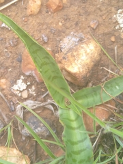 Ledebouria luteola