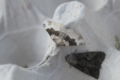Epirrhoe galiata