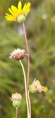 Ursinia dentata