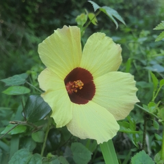 Hibiscus surattensis