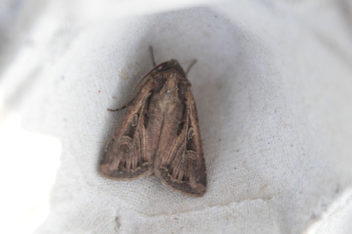 Noctuelle Aquiline (La)