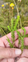 Ursinia dentata