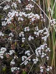 Leucopogon pilifer