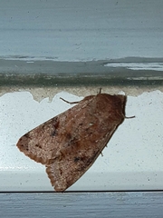 Orthosia incerta