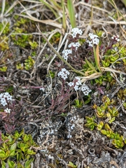Leucopogon pilifer