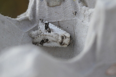 Parahypopta caestrum