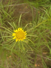 Geigeria burkei