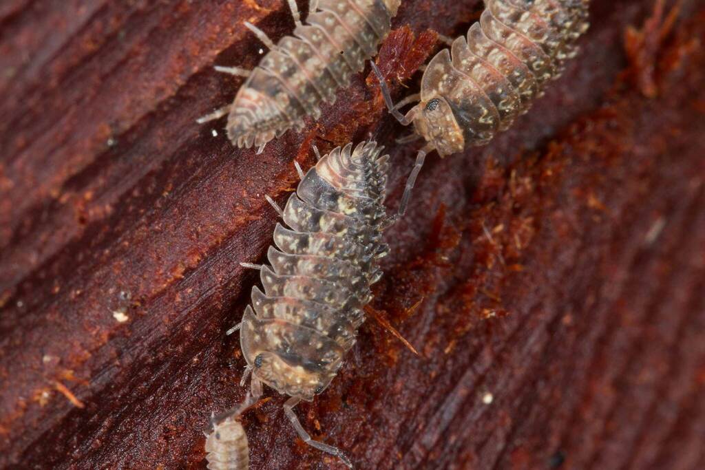 Schismadillo spinosus