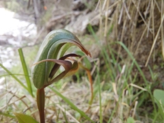 Pterostylis areolata