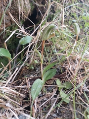 Pterostylis areolata
