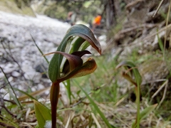 Pterostylis areolata