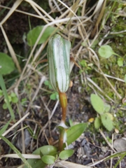 Pterostylis areolata