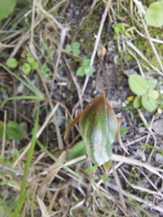 Pterostylis areolata