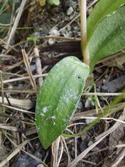 Pterostylis areolata