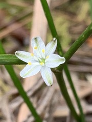 Caesia parviflora minor